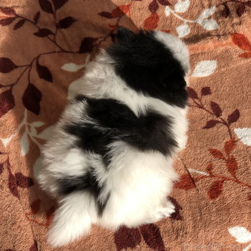 販売中の東京都のポメラニアン-434769の3枚目