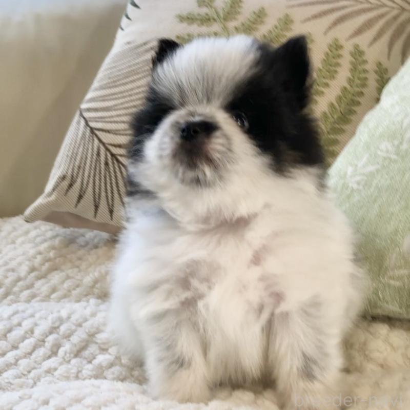 販売中の東京都のポメラニアン-434769