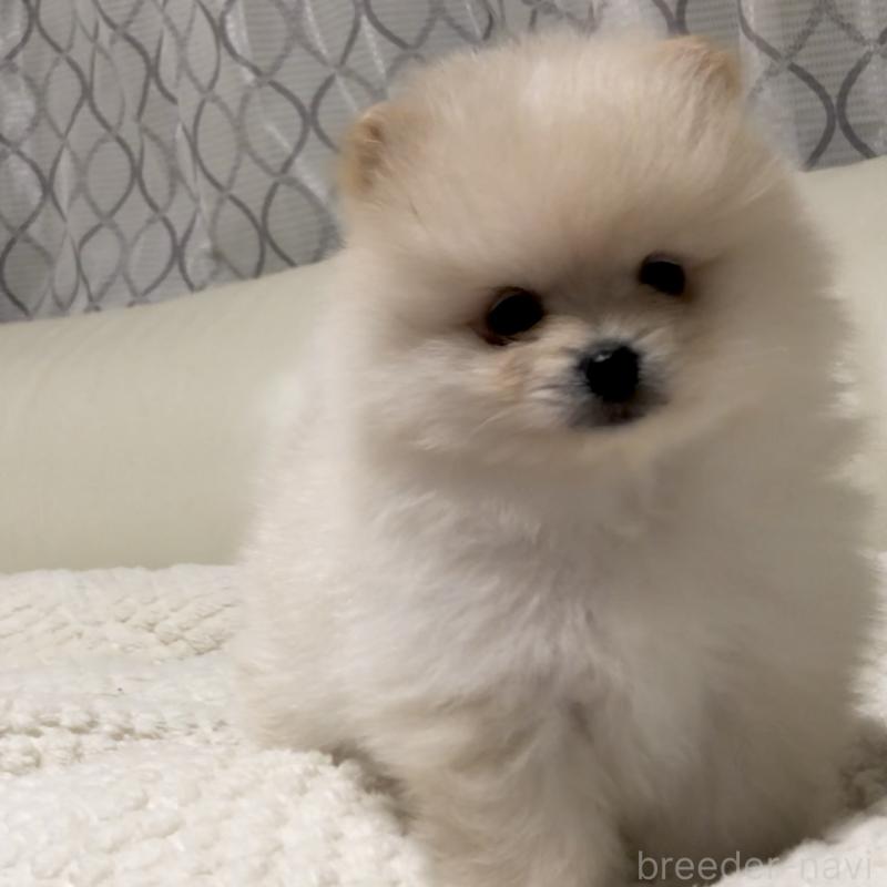 販売中の東京都のポメラニアン-434770の4枚目
