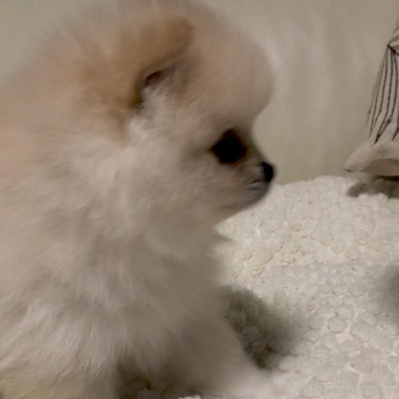 販売中の東京都のポメラニアン-434770の3枚目