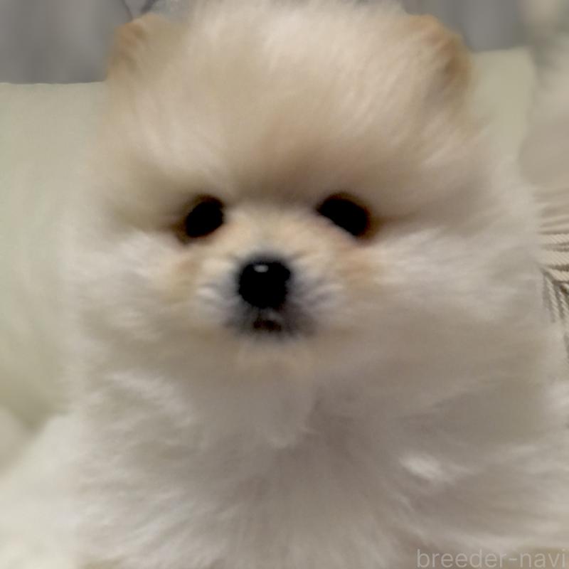 販売中の東京都のポメラニアン-434770の2枚目