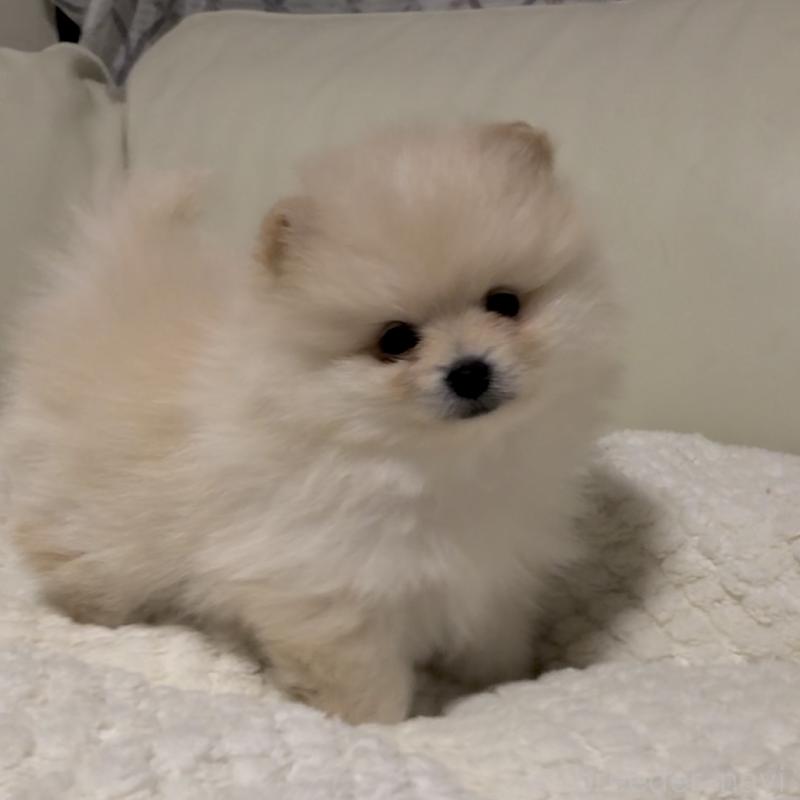 販売中の東京都のポメラニアン-434770