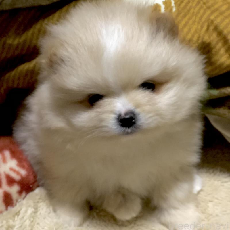 販売中の東京都のポメラニアン-434771の5枚目