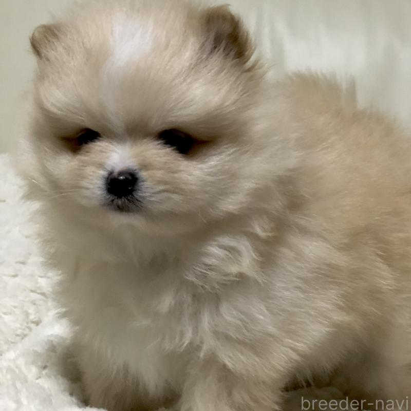 販売中の東京都のポメラニアン-434771の1枚目