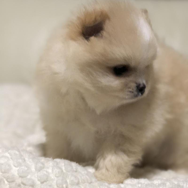 販売中の東京都のポメラニアン-434771の4枚目