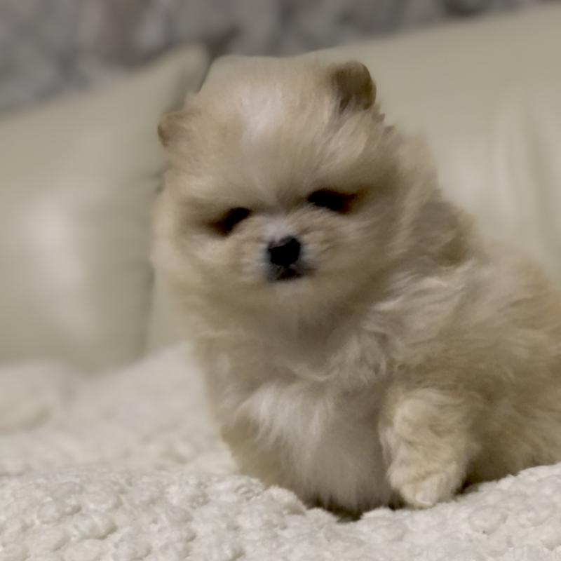 販売中の東京都のポメラニアン-434771の3枚目