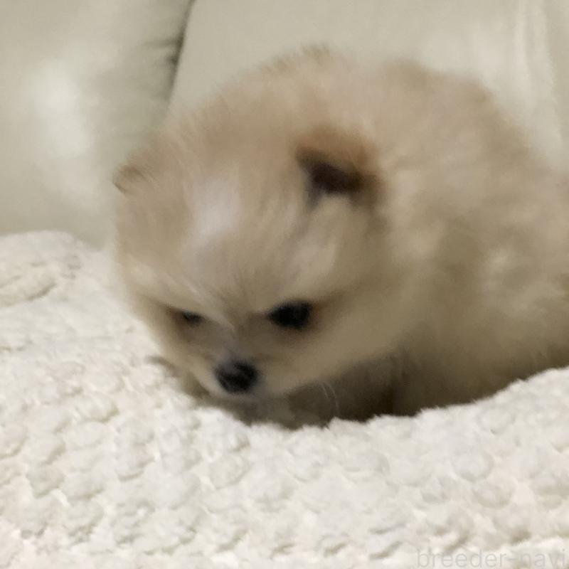 販売中の東京都のポメラニアン-434771の2枚目