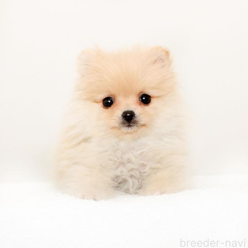 販売中の熊本県のポメラニアン-434772の1枚目