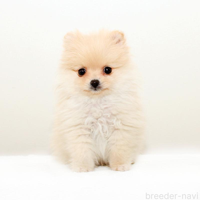 販売中の熊本県のポメラニアン-434772の3枚目