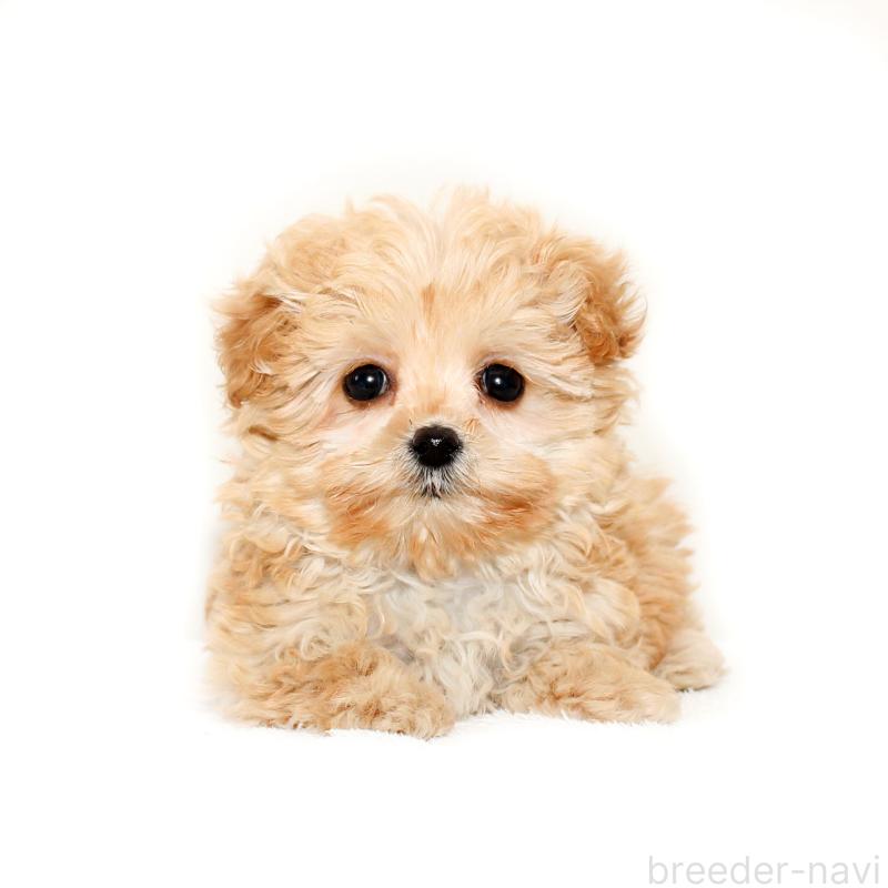 販売中の熊本県のマルプー:マルチーズ×トイプードル-434773の1枚目