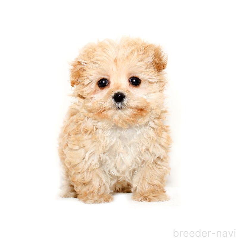 販売中の熊本県のマルプー:マルチーズ×トイプードル-434773の3枚目