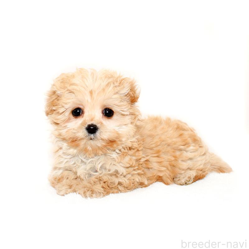 販売中の熊本県のマルプー:マルチーズ×トイプードル-434773の2枚目