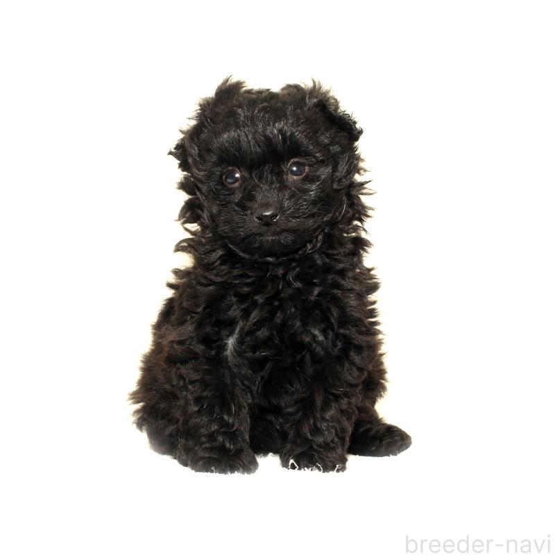 販売中の熊本県のポメプー:ポメラニアン×トイプードル-434774