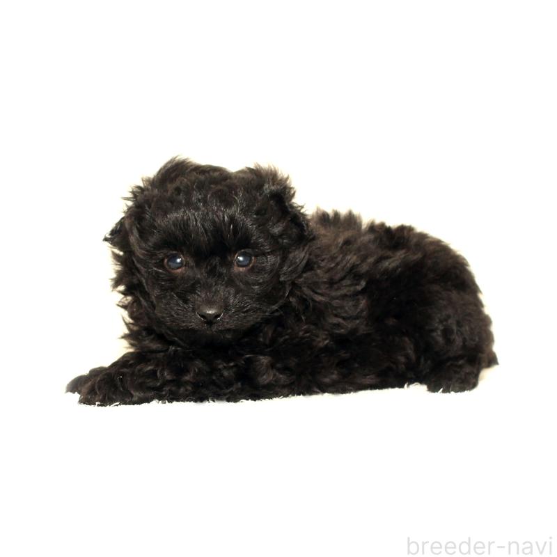 販売中の熊本県のポメプー:ポメラニアン×トイプードル-434774の2枚目