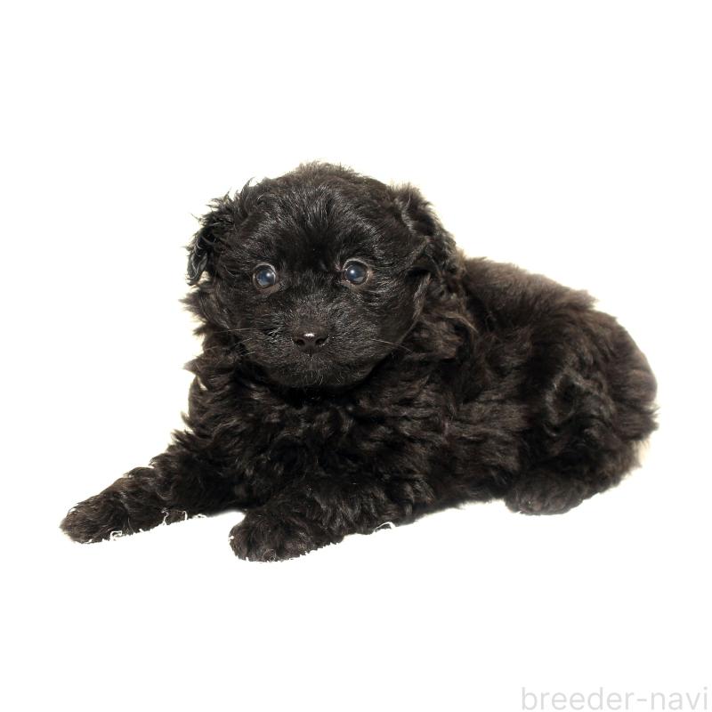 販売中の熊本県のポメプー:ポメラニアン×トイプードル-434775の3枚目