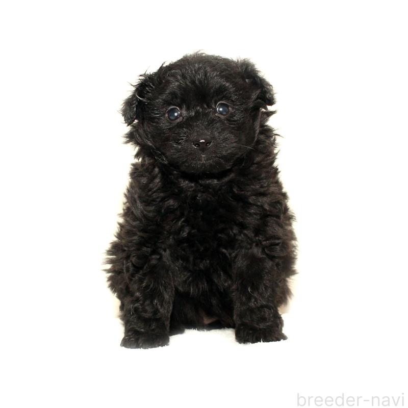 販売中の熊本県のポメプー:ポメラニアン×トイプードル-434775の2枚目