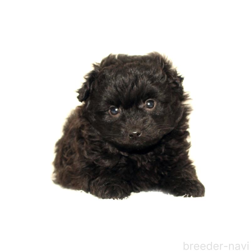 販売中の熊本県のポメプー:ポメラニアン×トイプードル-434776