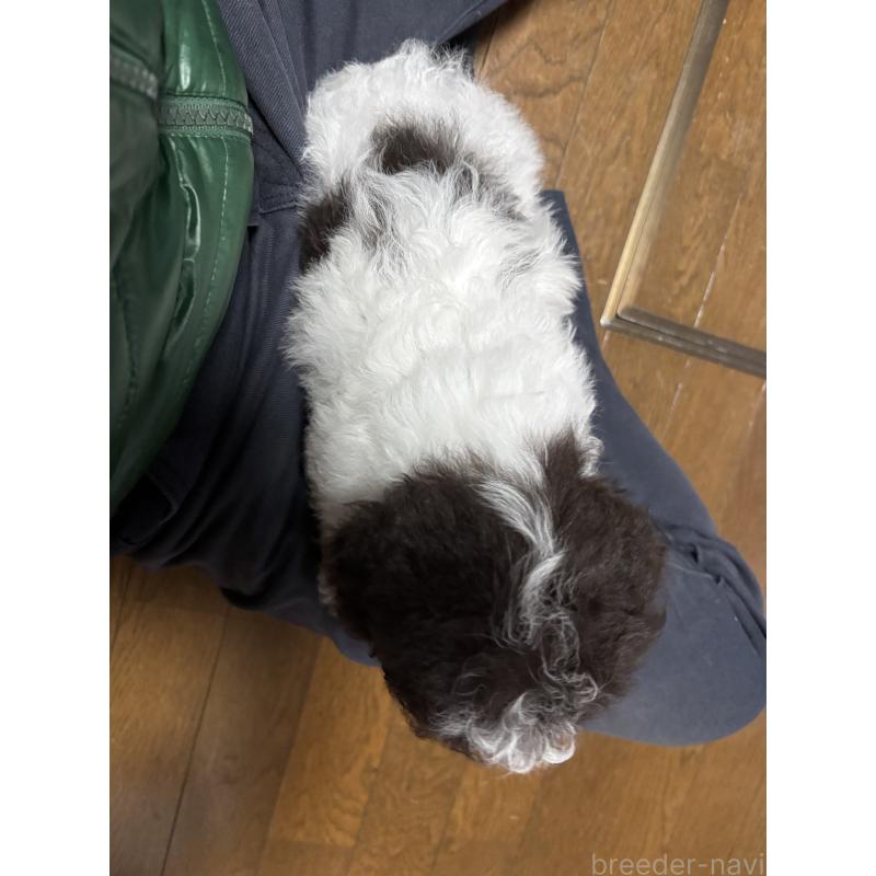 販売中の茨城県のトイプードル-422023の4枚目