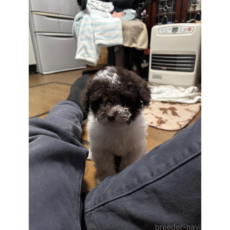 販売中の茨城県のトイプードル-422023の3枚目