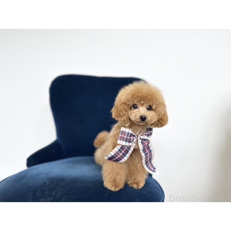 販売中の京都府のトイプードル-396720の2枚目