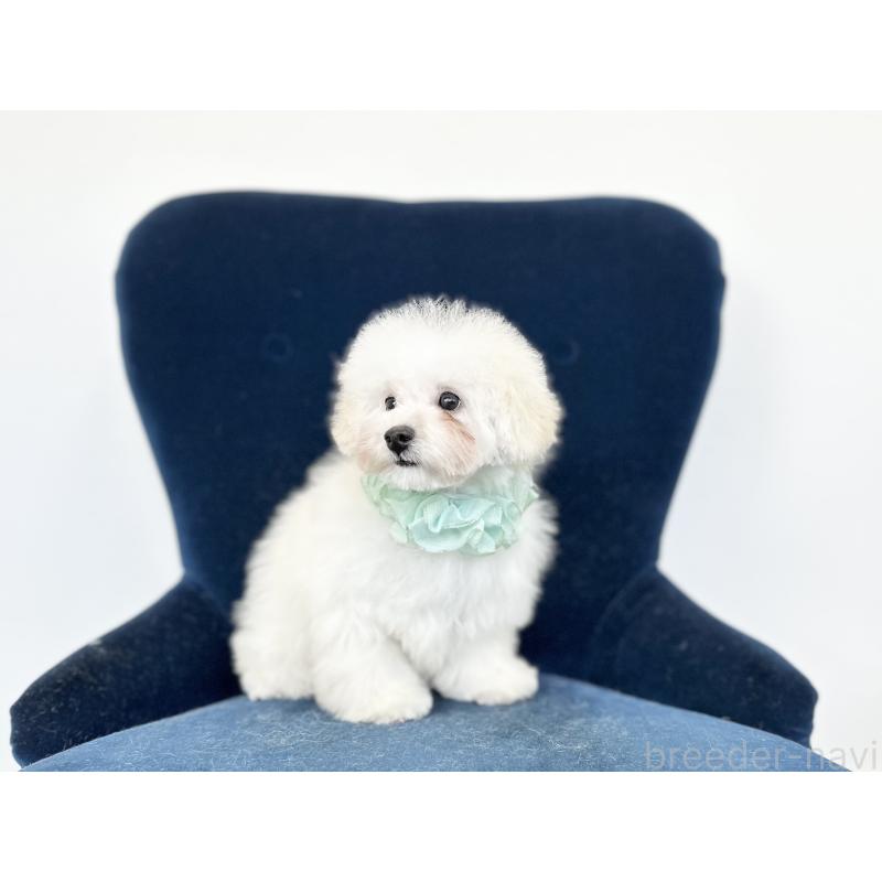 販売中の京都府のトイプードル-412335の2枚目