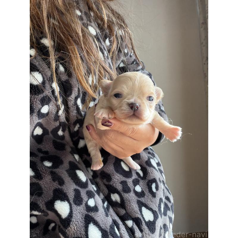 販売中の青森県のチワワ(ロングコート)-434778の1枚目