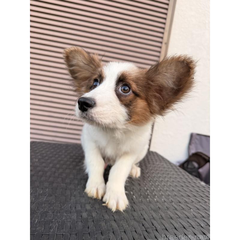 販売中の埼玉県のパピヨン-434777の8枚目