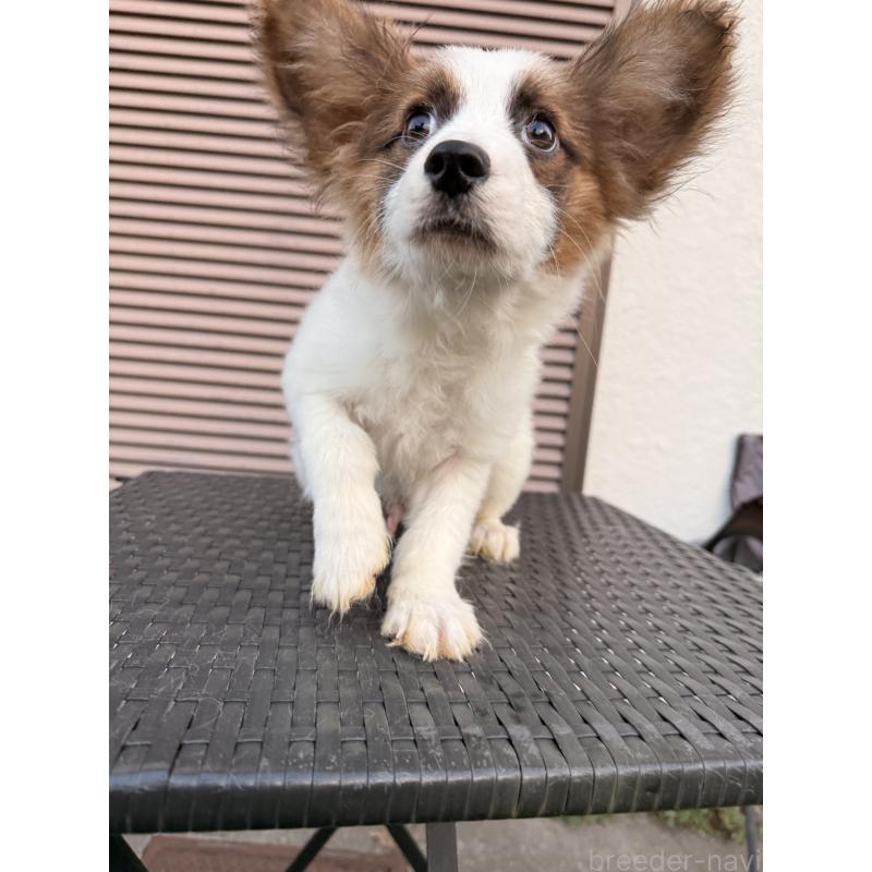 販売中の埼玉県のパピヨン-434777の7枚目