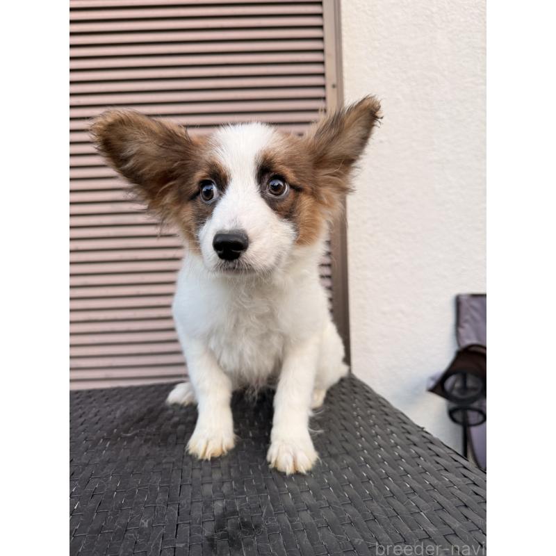 販売中の埼玉県のパピヨン-434777の5枚目