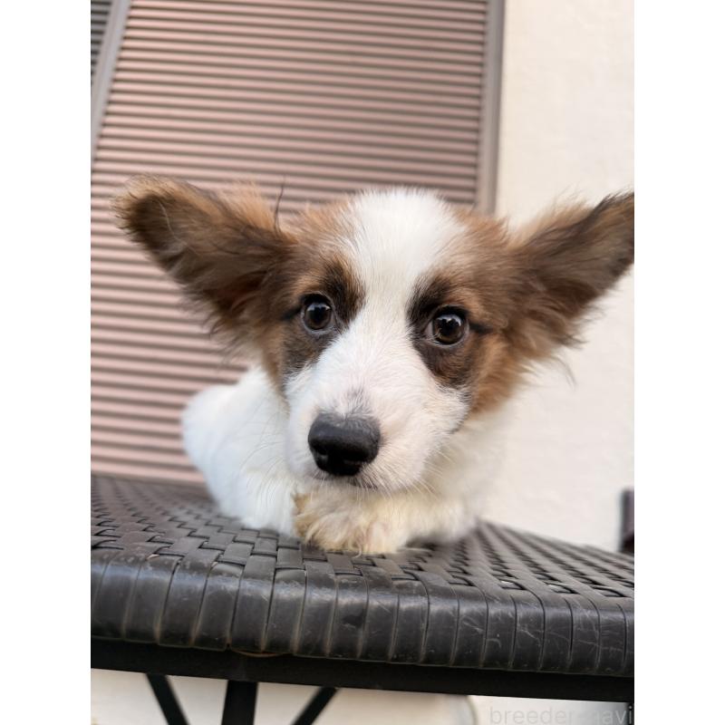 販売中の埼玉県のパピヨン-434777の3枚目