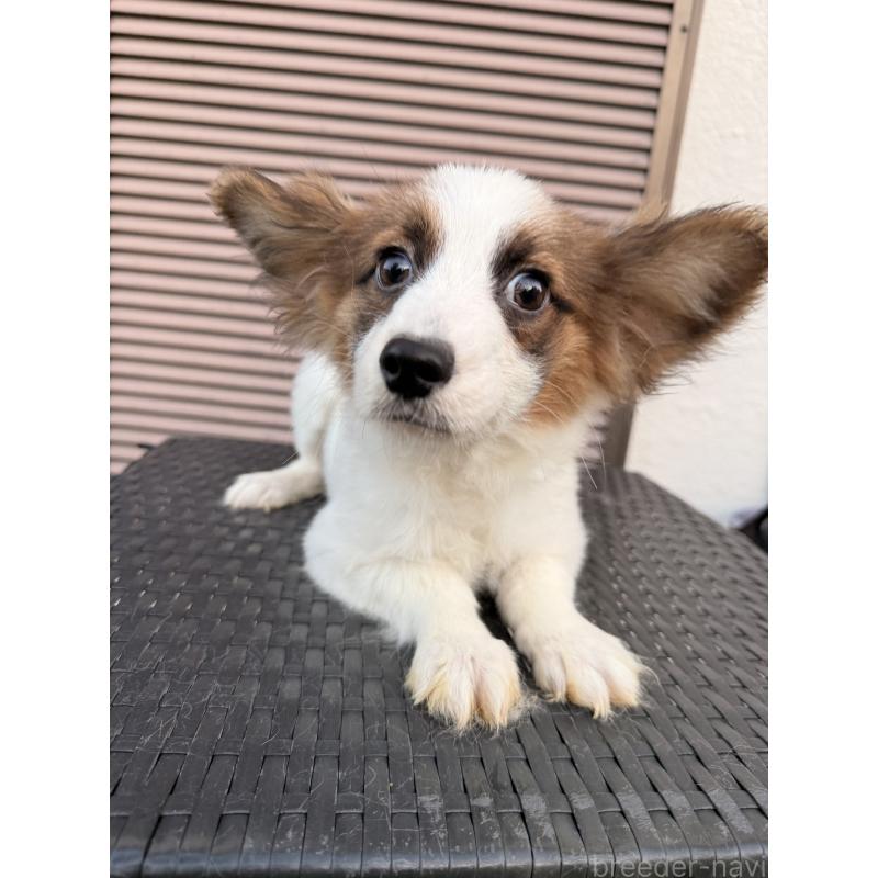 販売中の埼玉県のパピヨン-434777の2枚目