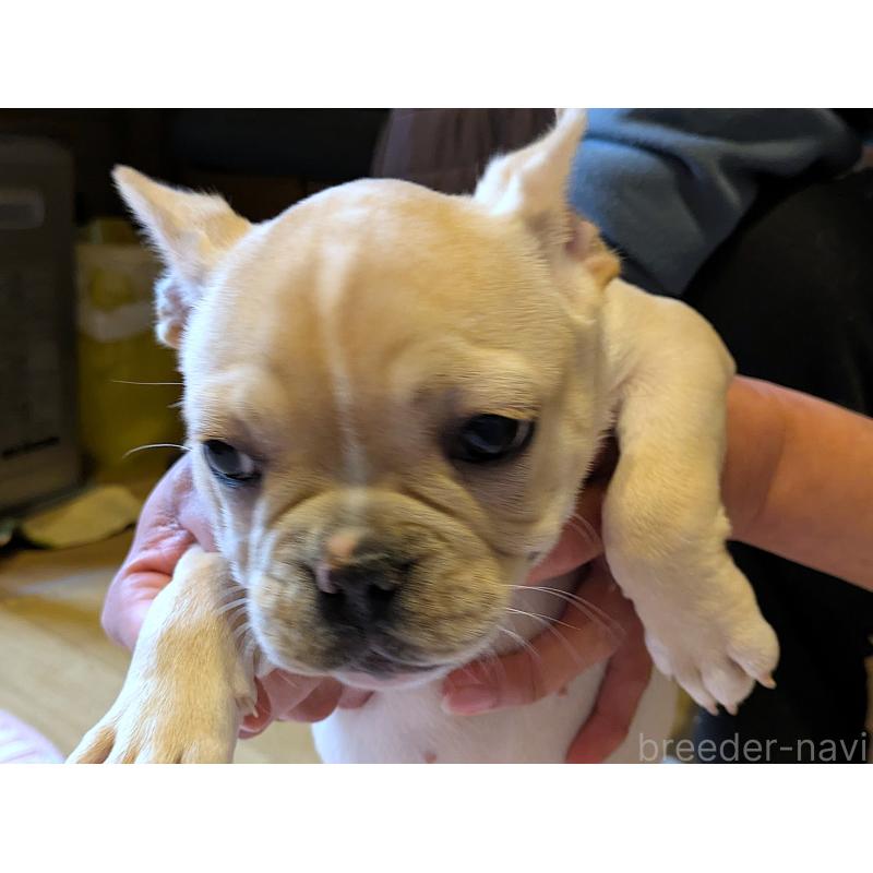 販売中の茨城県のフレンチブルドッグ-428670の5枚目