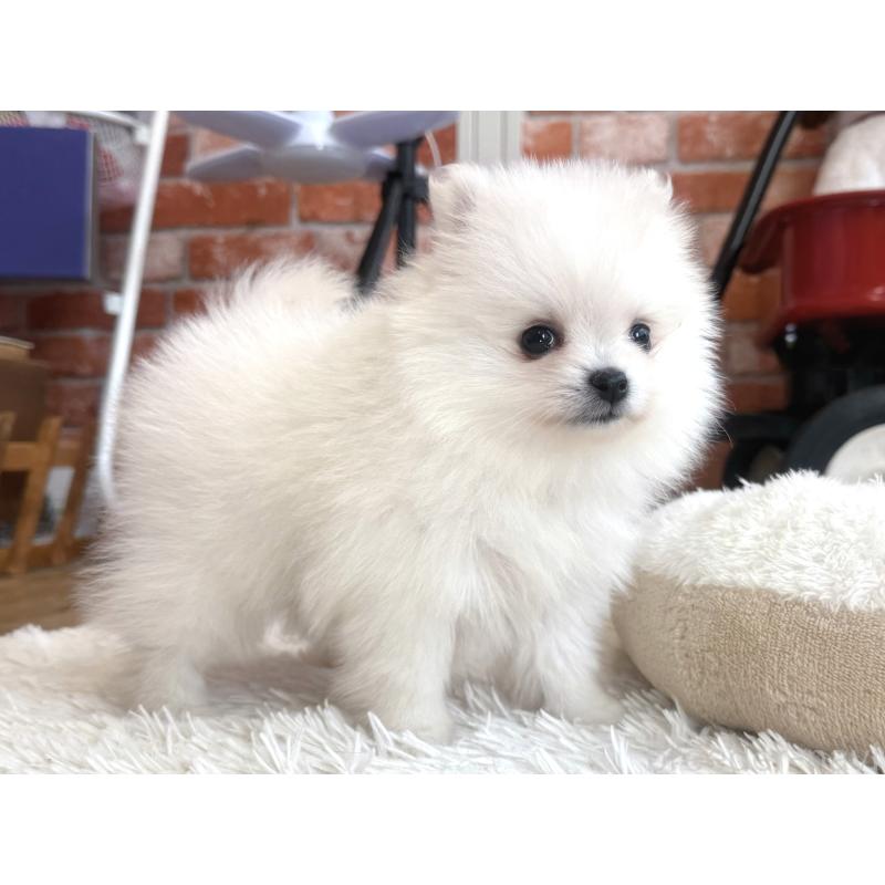 販売中の神奈川県のポメラニアン-434779の5枚目