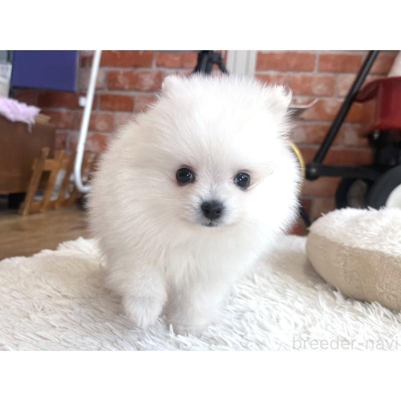 販売中の神奈川県のポメラニアン-434779の2枚目