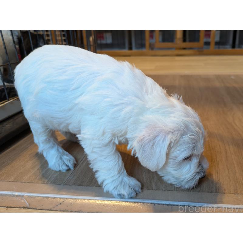 成約済の茨城県のミニチュアシュナウザー-432698の2枚目