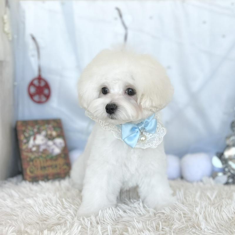 販売中の愛知県のマルチーズ-412047の4枚目