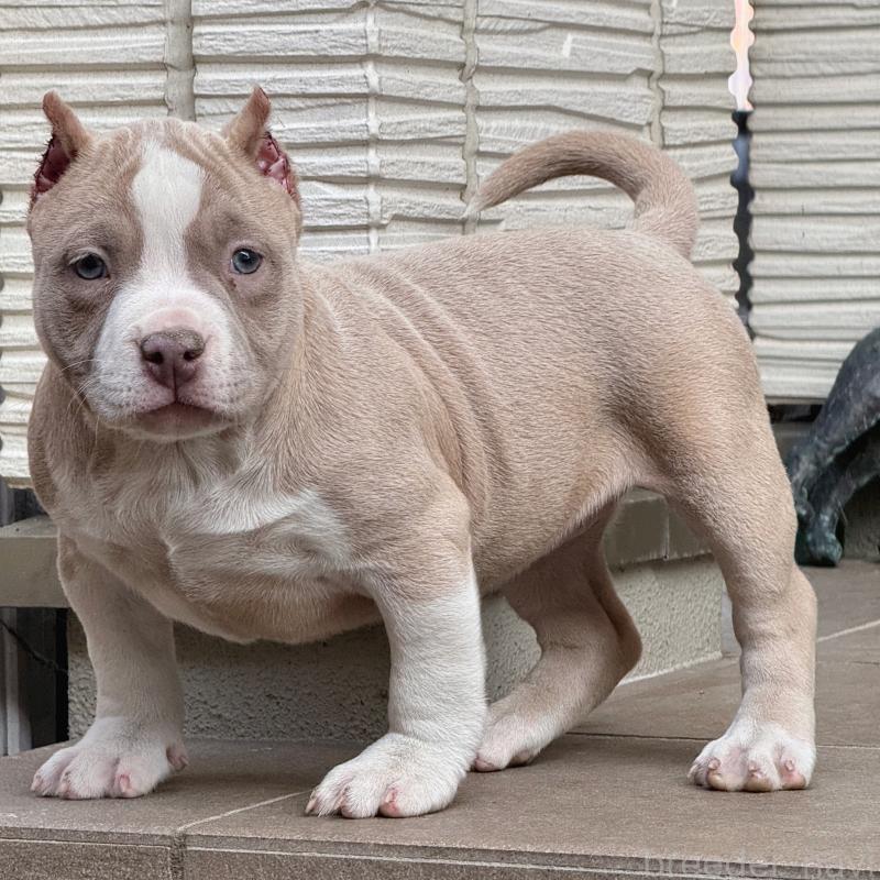 販売中の香川県のアメリカンブリー-432146の4枚目