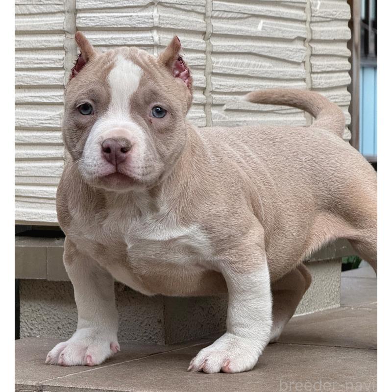 販売中の香川県のアメリカンブリー-432146の3枚目