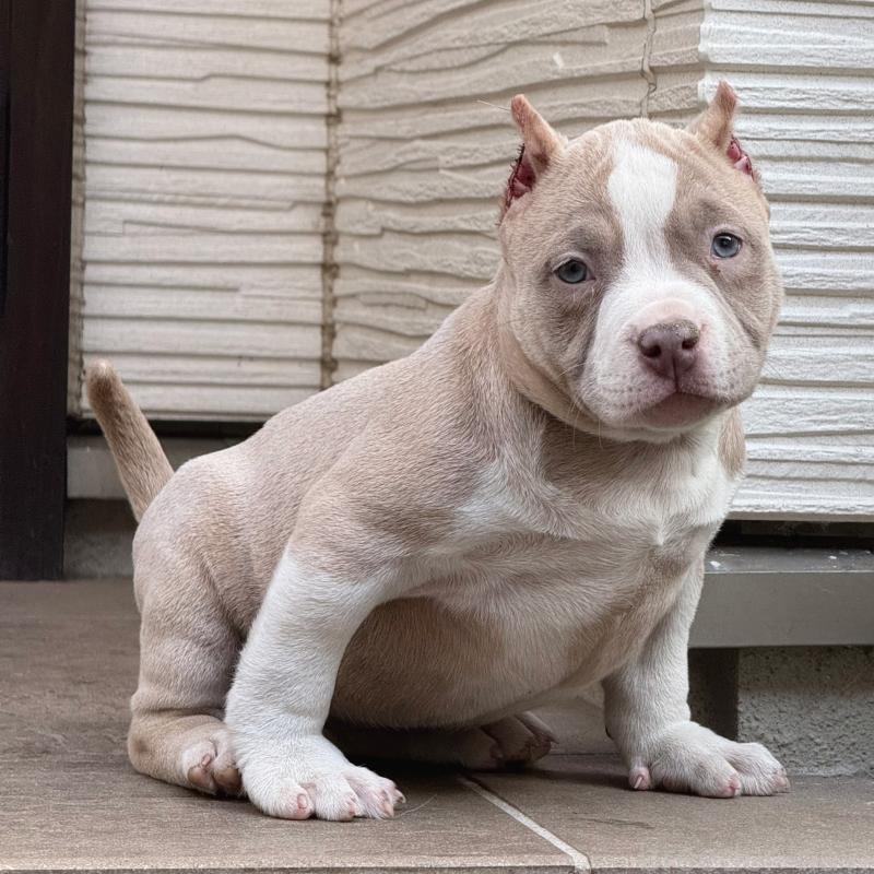 販売中の香川県のアメリカンブリー-432146の2枚目