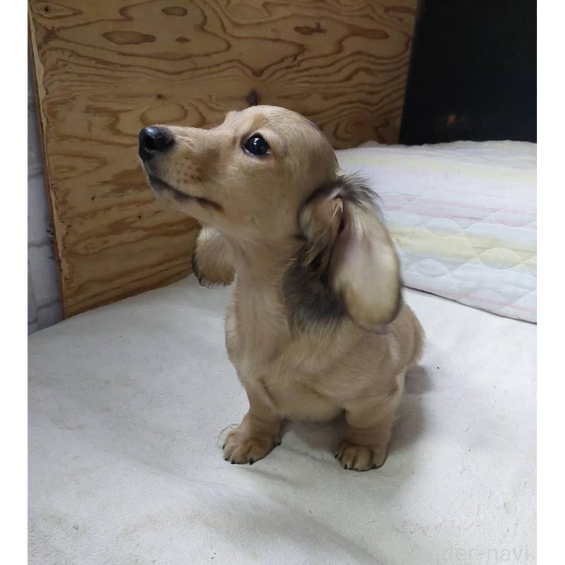 販売中の東京都のカニンヘンダックスフンド(ロングヘアード)-421913の7枚目