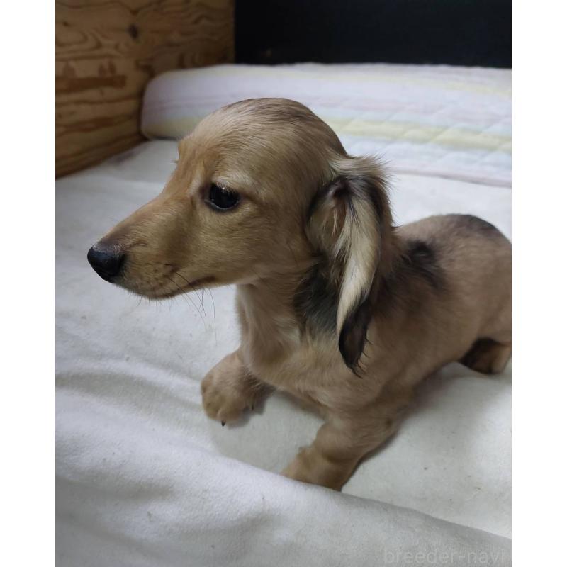 販売中の東京都のカニンヘンダックスフンド(ロングヘアード)-421913の6枚目