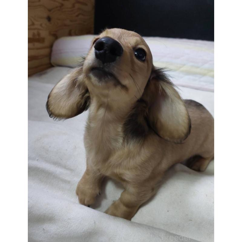 販売中の東京都のカニンヘンダックスフンド(ロングヘアード)-421913の5枚目