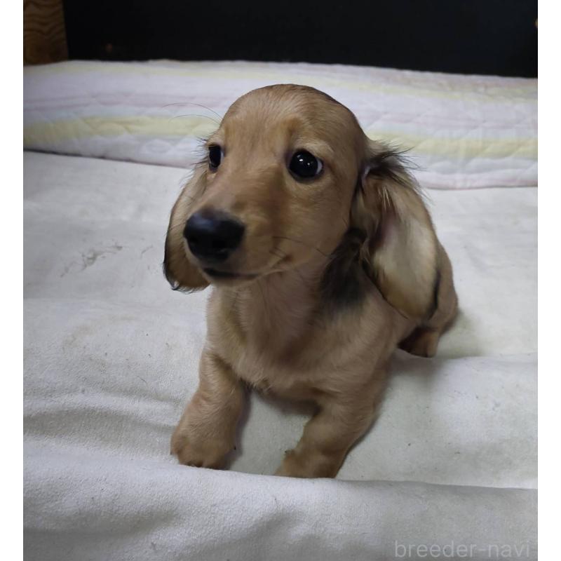 販売中の東京都のカニンヘンダックスフンド(ロングヘアード)-421913の4枚目