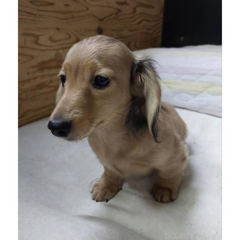 販売中の東京都のカニンヘンダックスフンド(ロングヘアード)-421913の2枚目