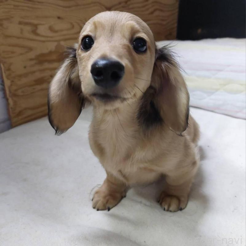 販売中の東京都のカニンヘンダックスフンド(ロングヘアード)-421913