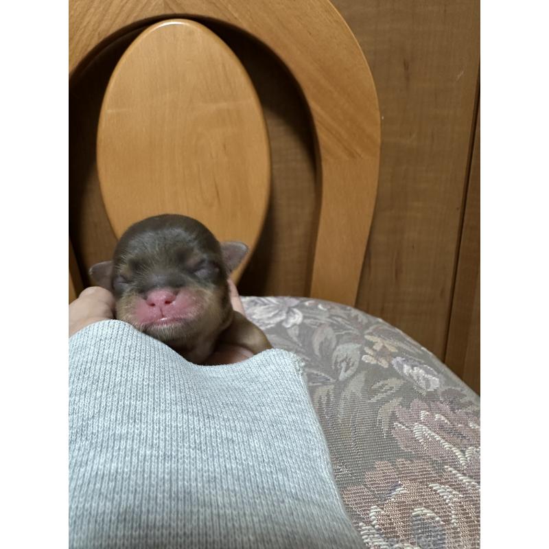 販売中の神奈川県のチワワ(ロングコート)-434780の6枚目