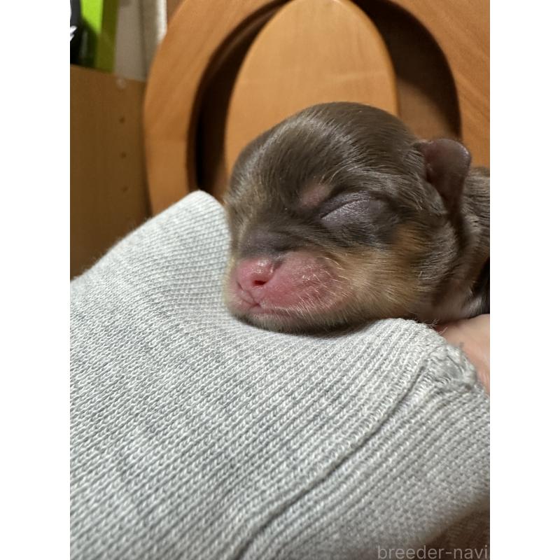 販売中の神奈川県のチワワ(ロングコート)-434780の4枚目