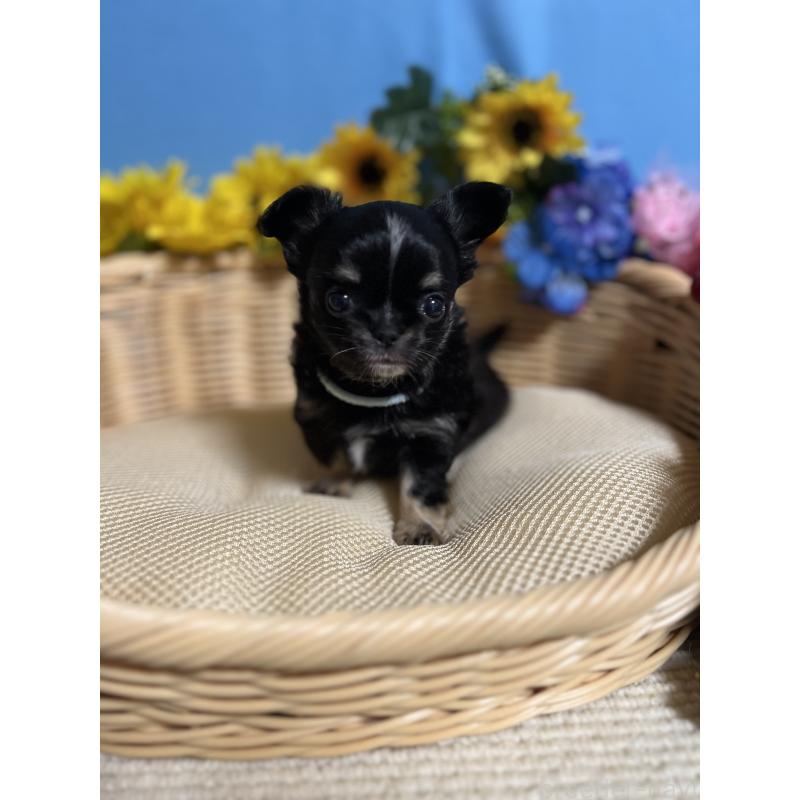 販売中の福岡県のチワワ(ロングコート)-435117の10枚目