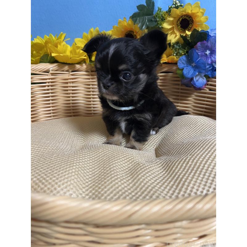 販売中の福岡県のチワワ(ロングコート)-435117の9枚目