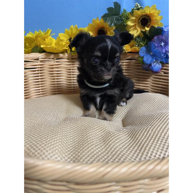 販売中の福岡県のチワワ(ロングコート)-435117の8枚目